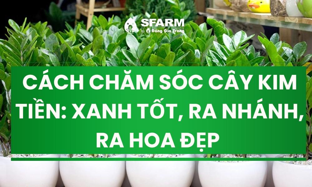 Cây lan cẩm cù phát triển khỏe mạnh dưới ánh sáng tự nhiên gián tiếp, với tán lá xanh tốt và mầm hoa